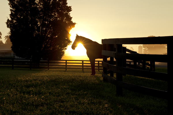 horses salamander resort virginia